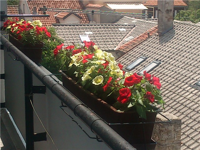 balkonsko cvijece